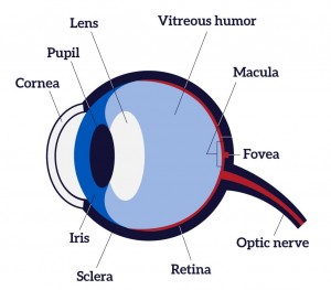 iris recognition vs. retinal scans